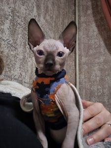 Кошенята канадського сфінкса