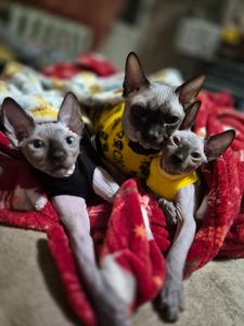 Кошенята канадського сфінкса