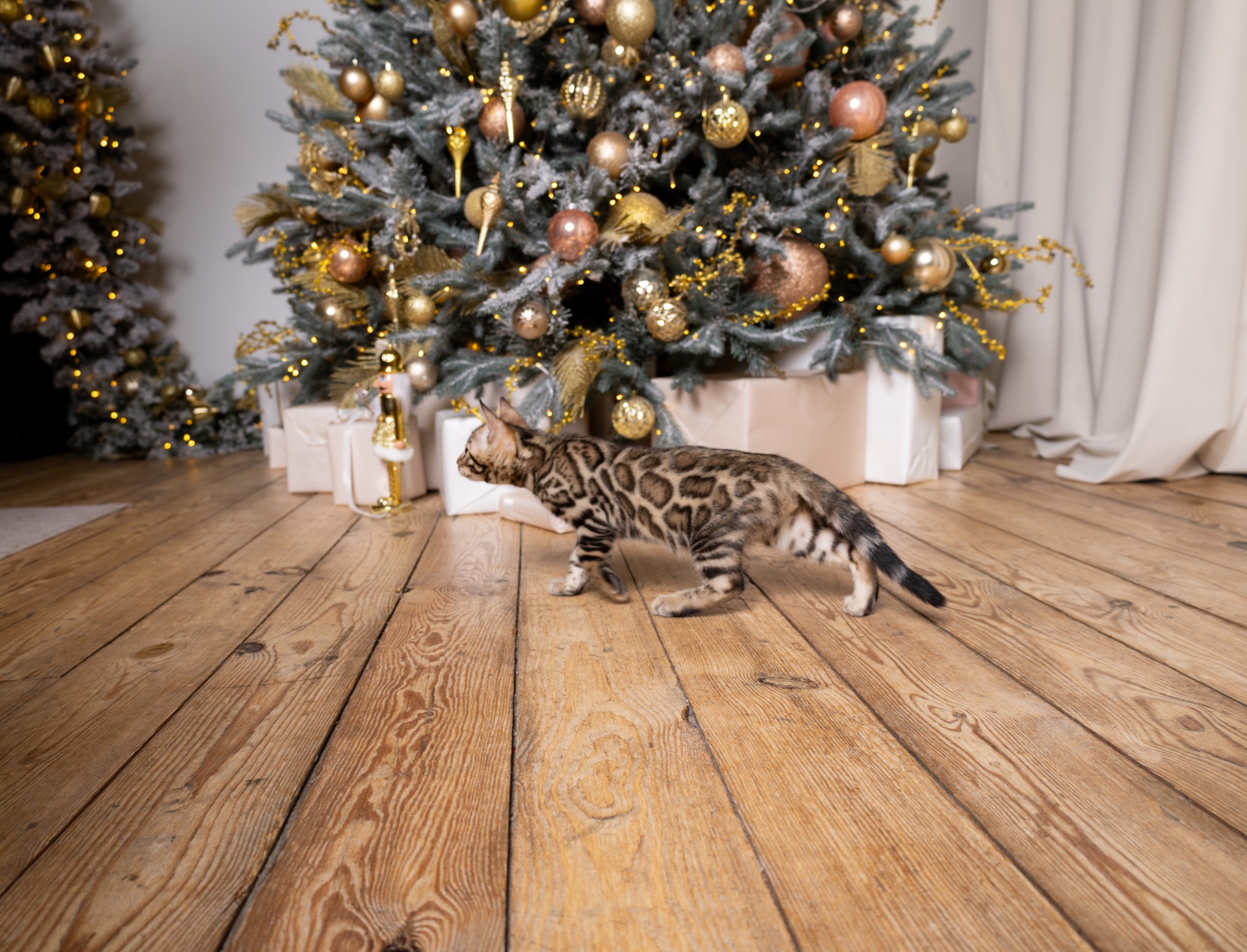 Кошенята шоу-клас чистокровні, лагідні, здорові