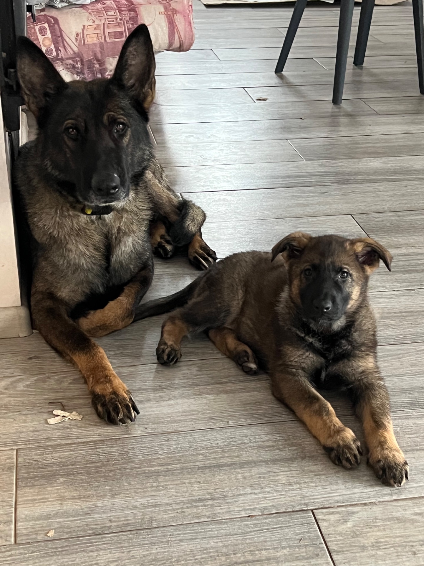 Цуценя німецької вівчарки