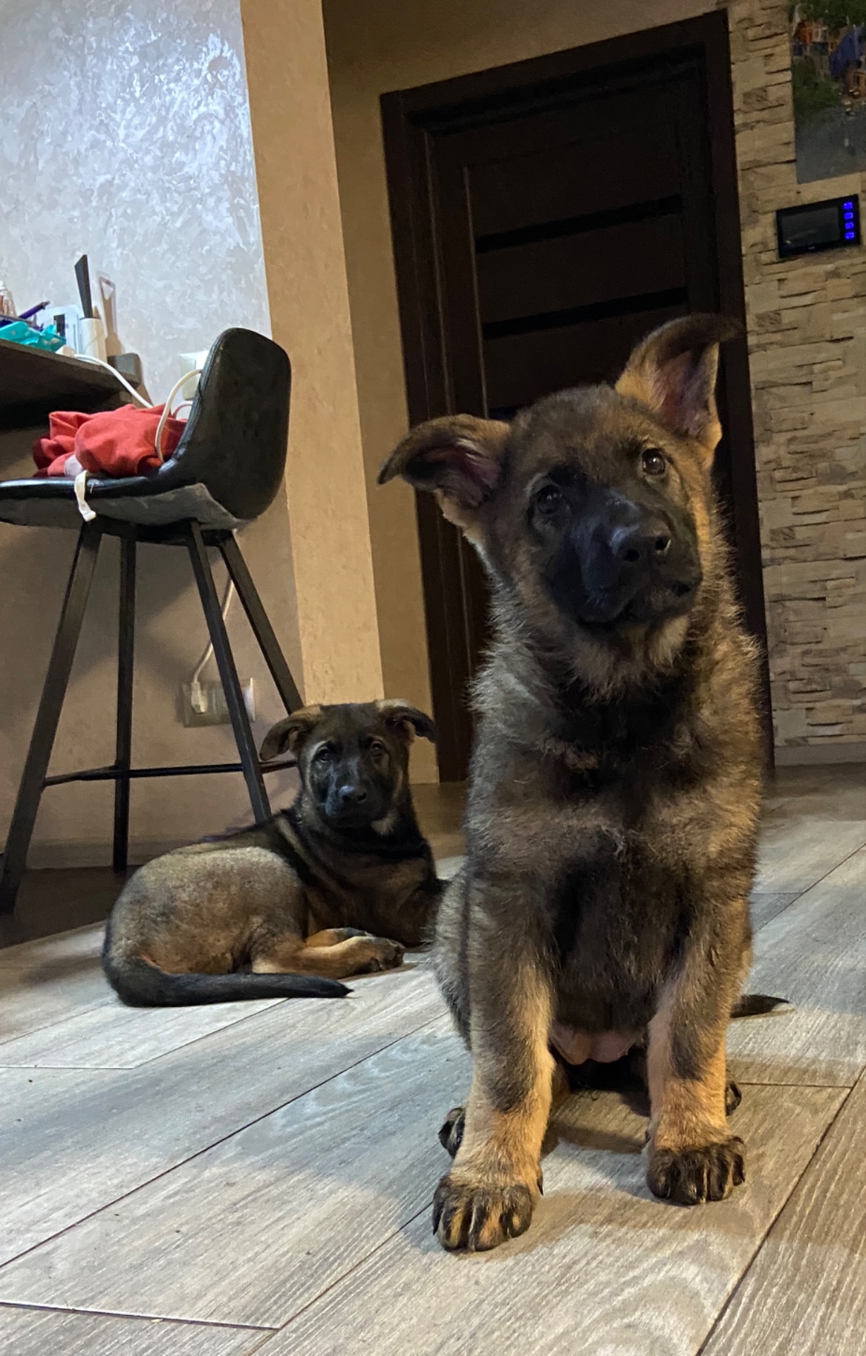 Цуценя німецької вівчарки