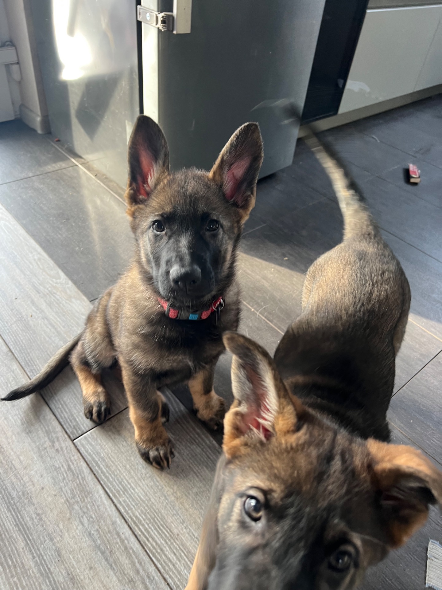 Цуценя німецької вівчарки