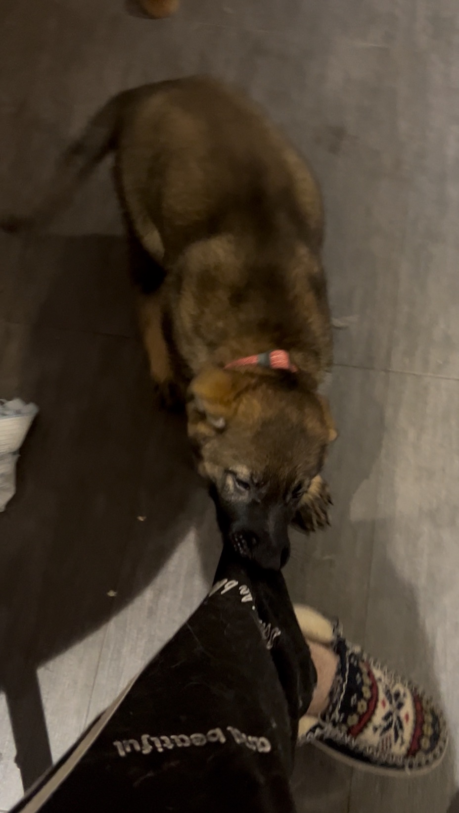 Цуценя німецької вівчарки