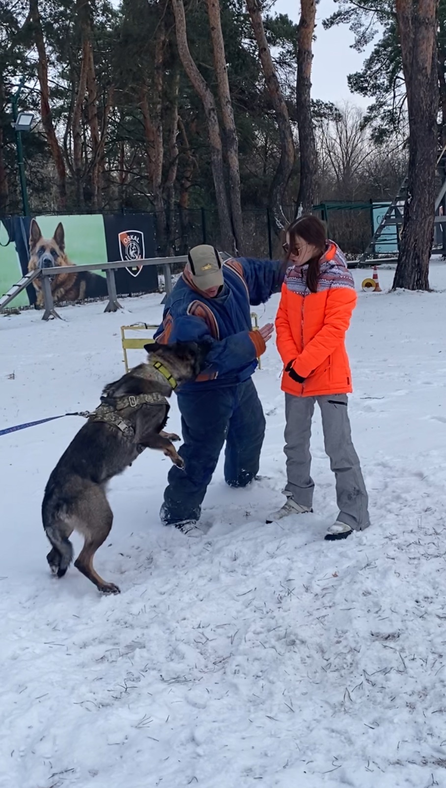 Цуценя німецької вівчарки