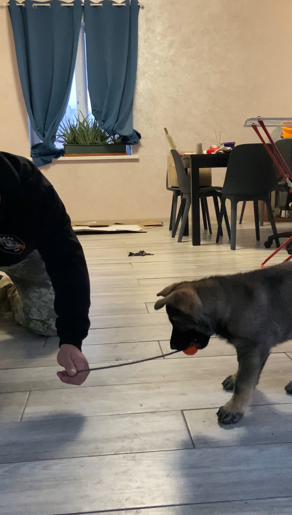 Цуценя німецької вівчарки