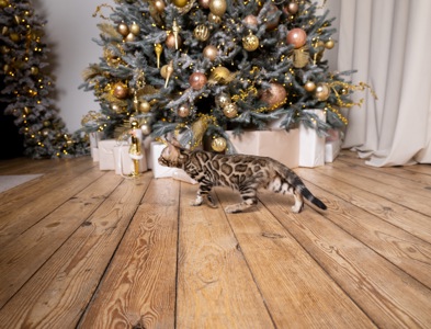 Кошенята шоу-клас чистокровні, лагідні, здорові