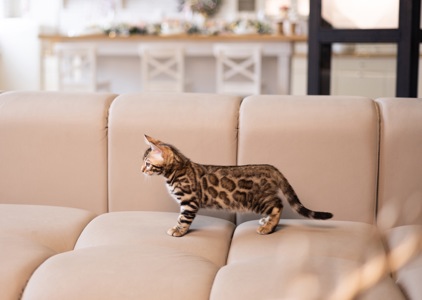 Кошенята шоу-клас чистокровні, лагідні, здорові