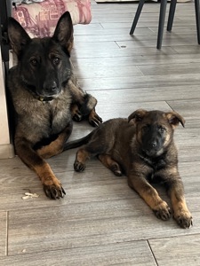 Цуценя німецької вівчарки