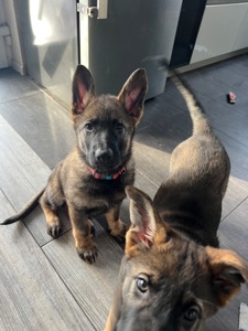 Цуценя німецької вівчарки