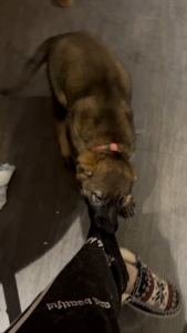 Цуценя німецької вівчарки