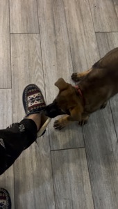 Цуценя німецької вівчарки