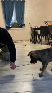 Цуценя німецької вівчарки