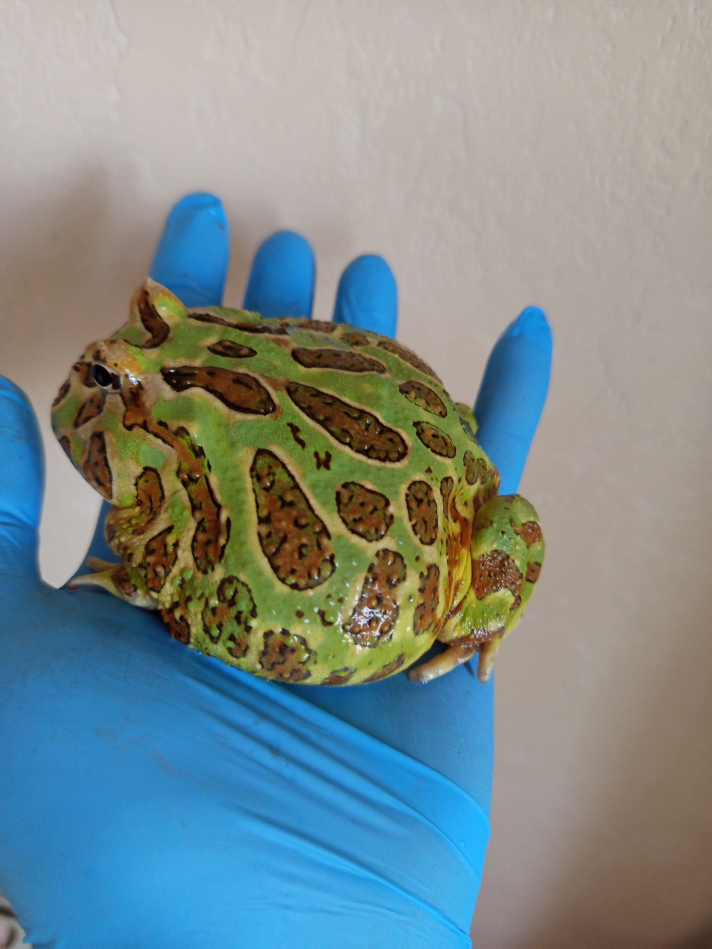 Рогатая лягушка ceratophrys cranwelli green 💚