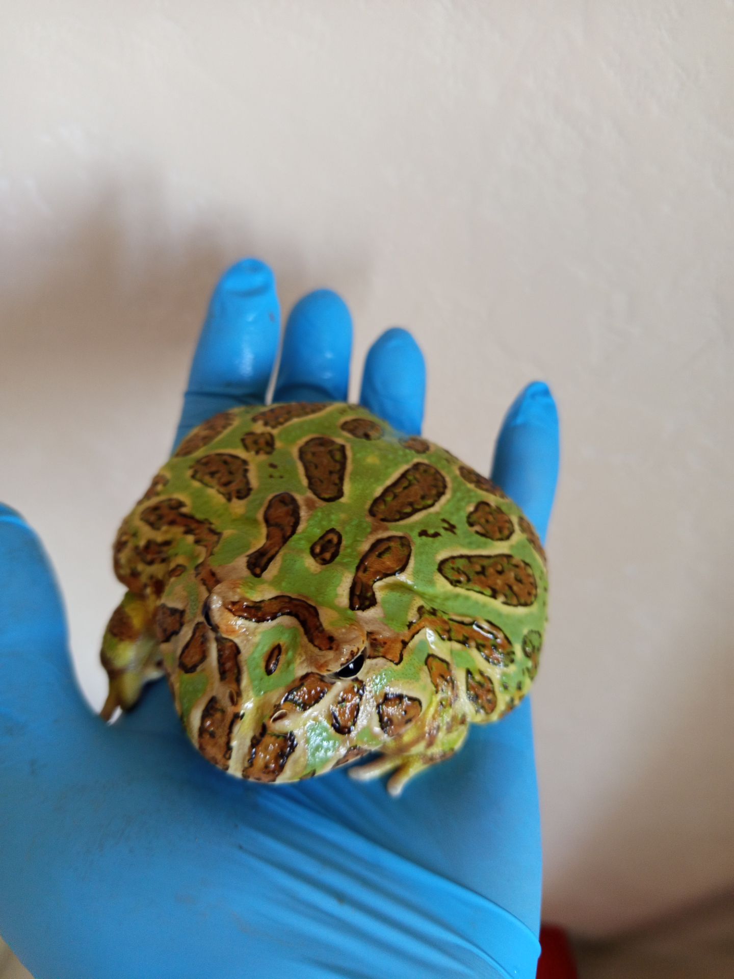 Рогатая лягушка ceratophrys cranwelli green 💚