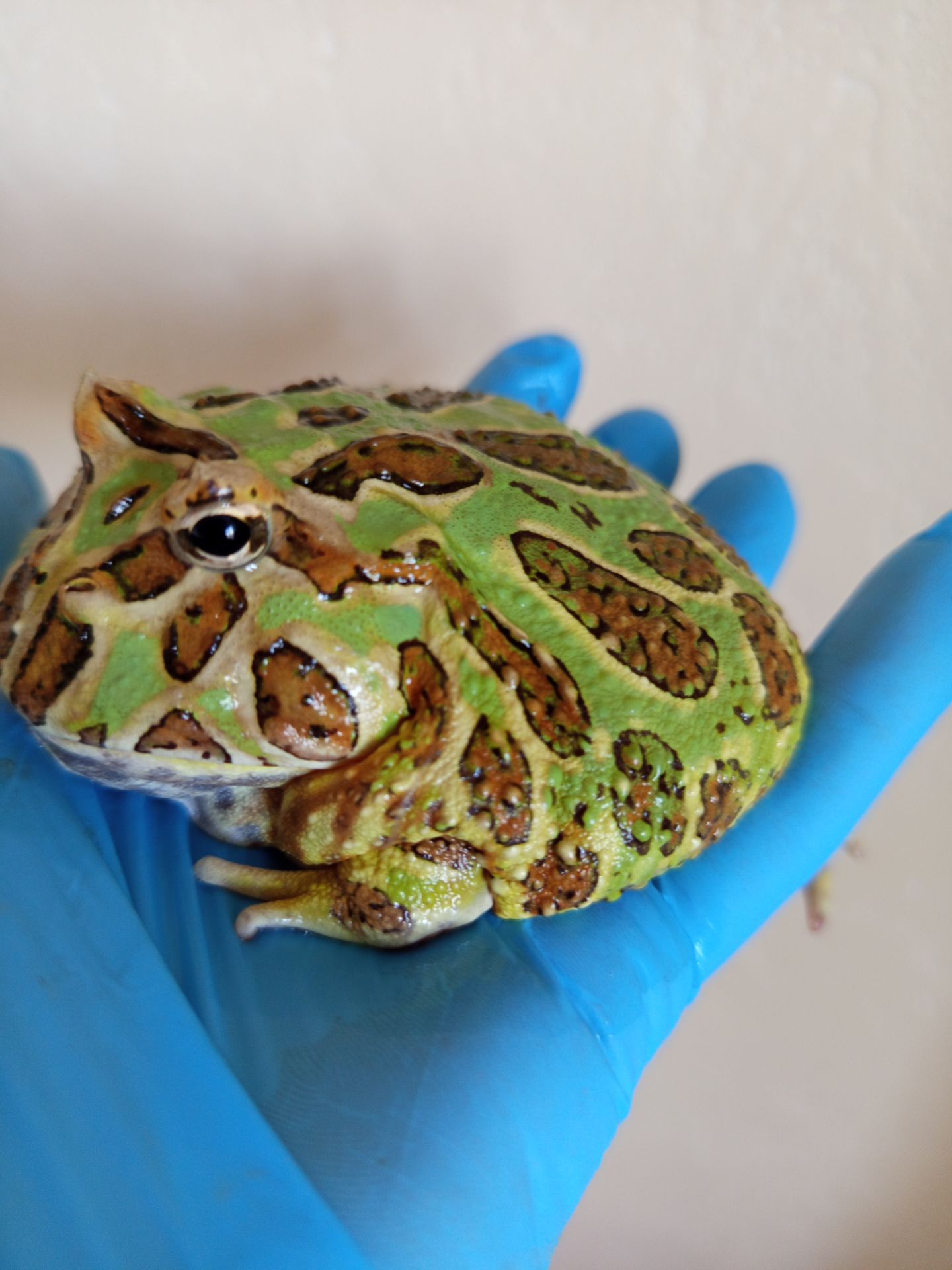 Рогатая лягушка ceratophrys cranwelli green 💚