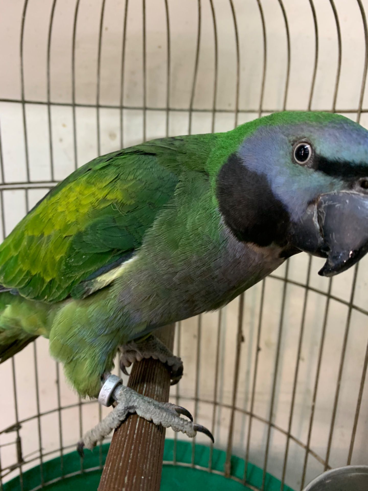 Красивейший Китайский кольчатый малыш от говорящих родителей