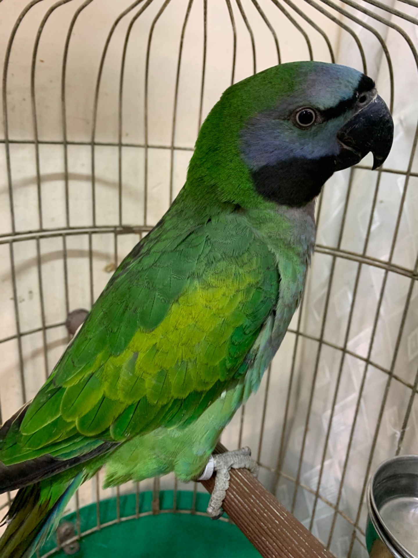 Красивейший Китайский кольчатый малыш от говорящих родителей