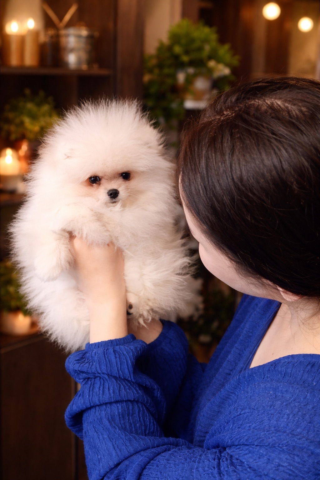 Дівчинка померанський шпіц КСУ/FCI