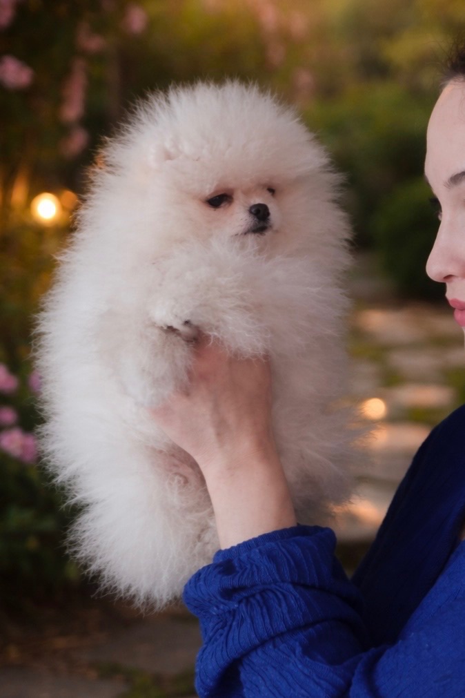 Дівчинка померанський шпіц КСУ/FCI