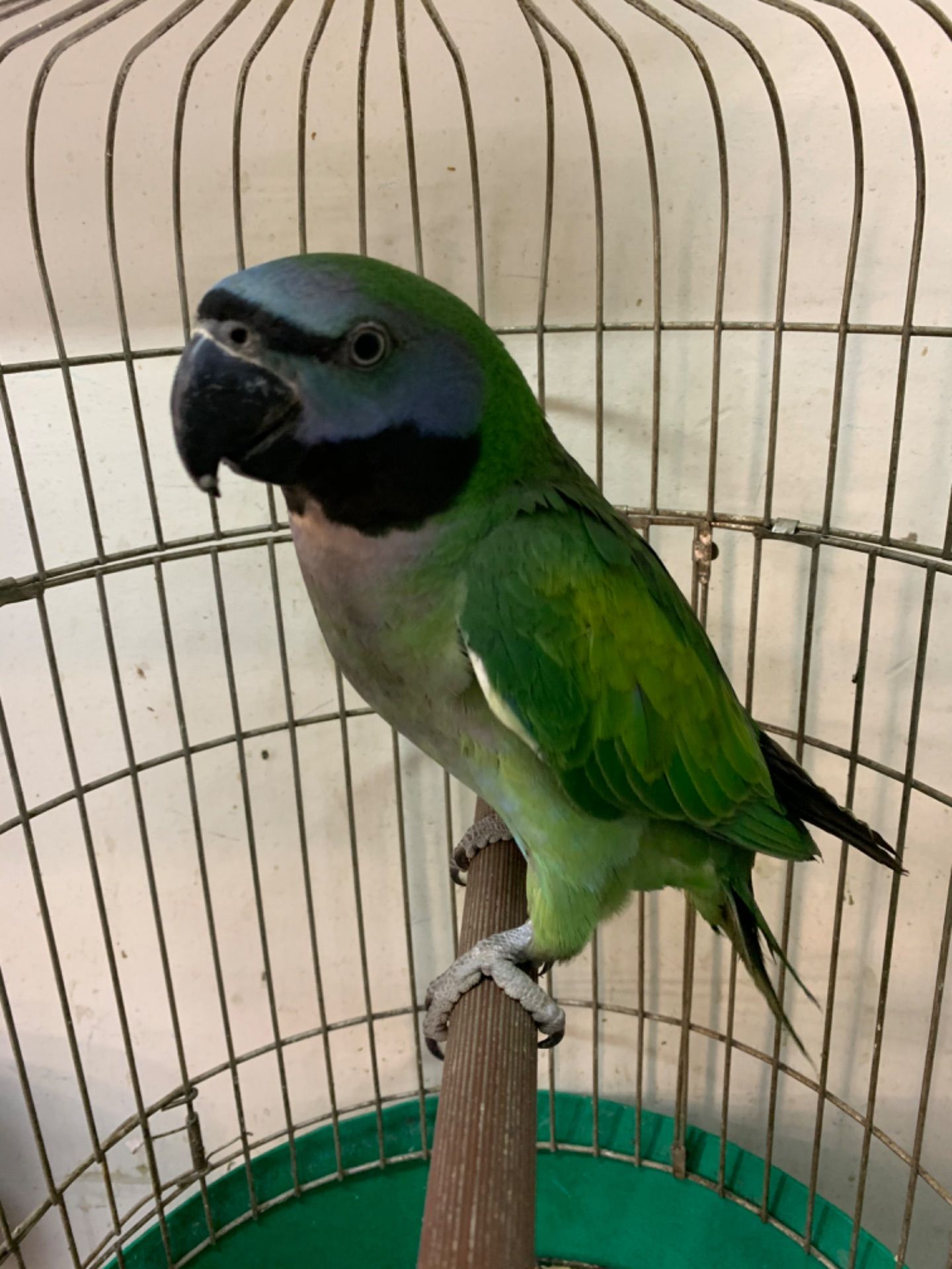 Красивейший Китайский кольчатый малыш от говорящих родителей