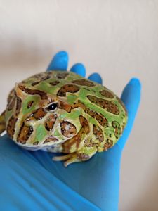 Рогатая лягушка ceratophrys cranwelli green 💚