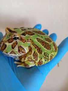 Рогатая лягушка ceratophrys cranwelli green 💚