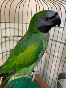 Красивейший Китайский кольчатый малыш от говорящих родителей