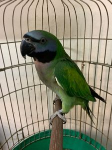 Красивейший Китайский кольчатый малыш от говорящих родителей