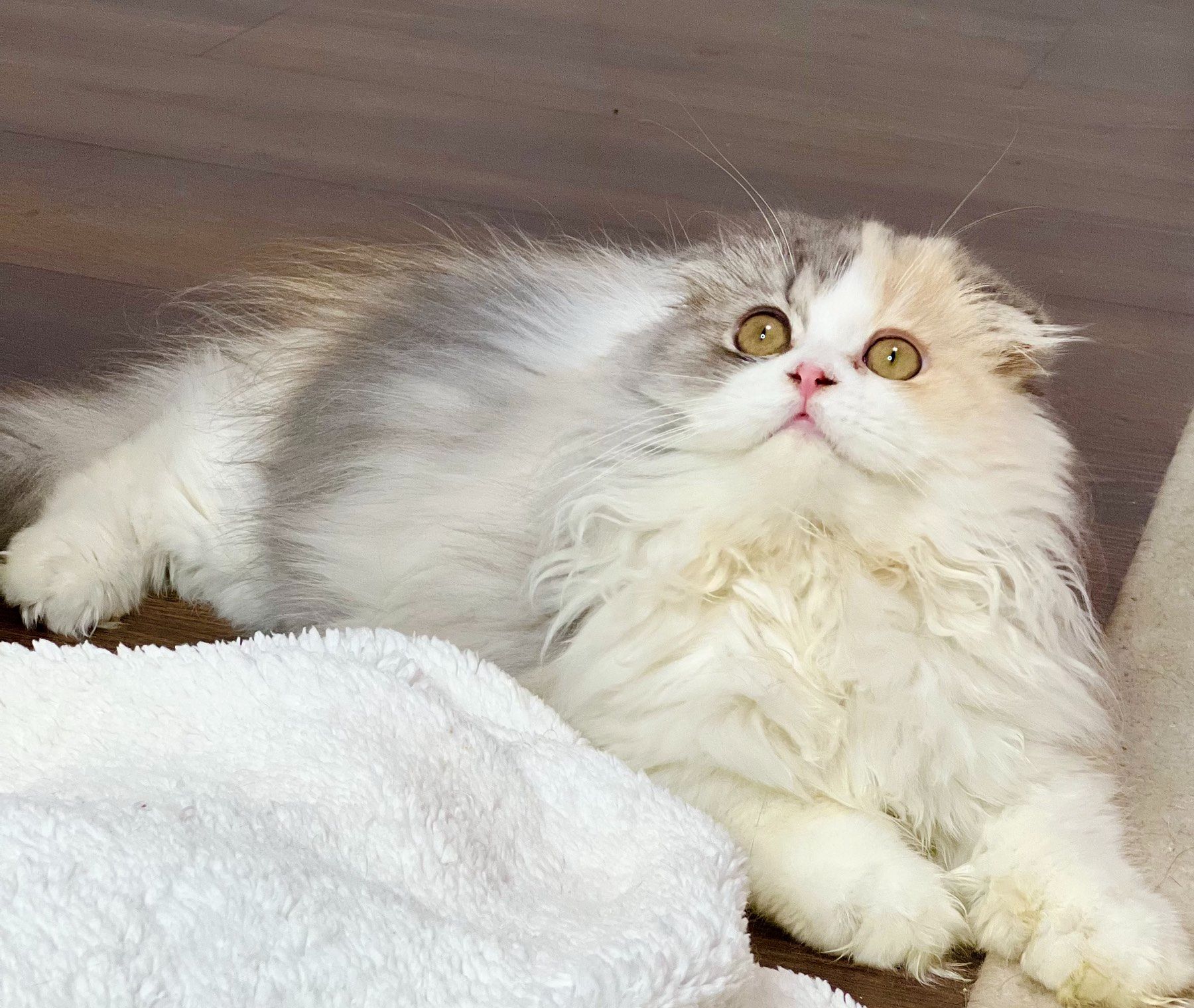 Шотландська висловуха