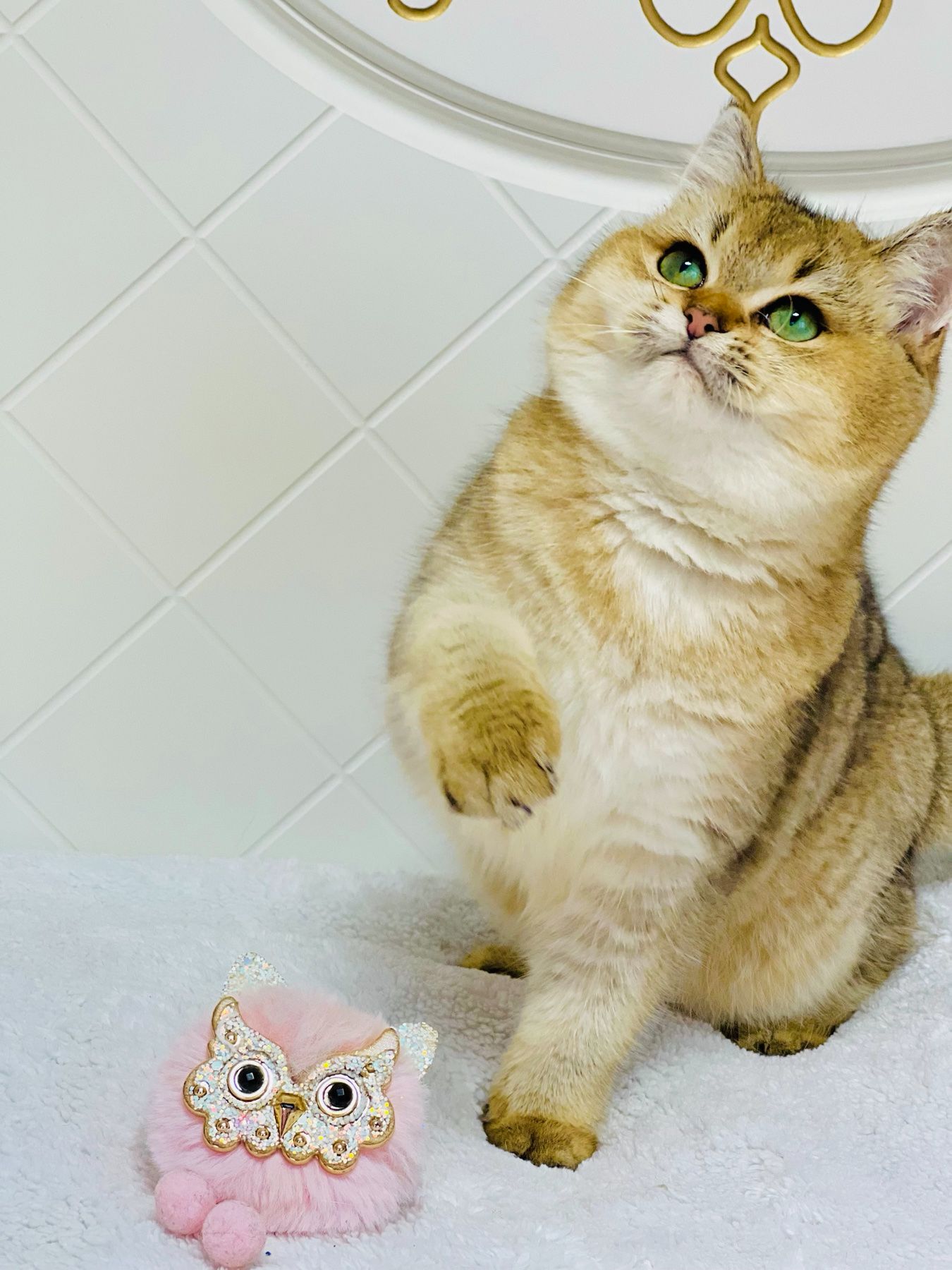 Британська золота шиншилла