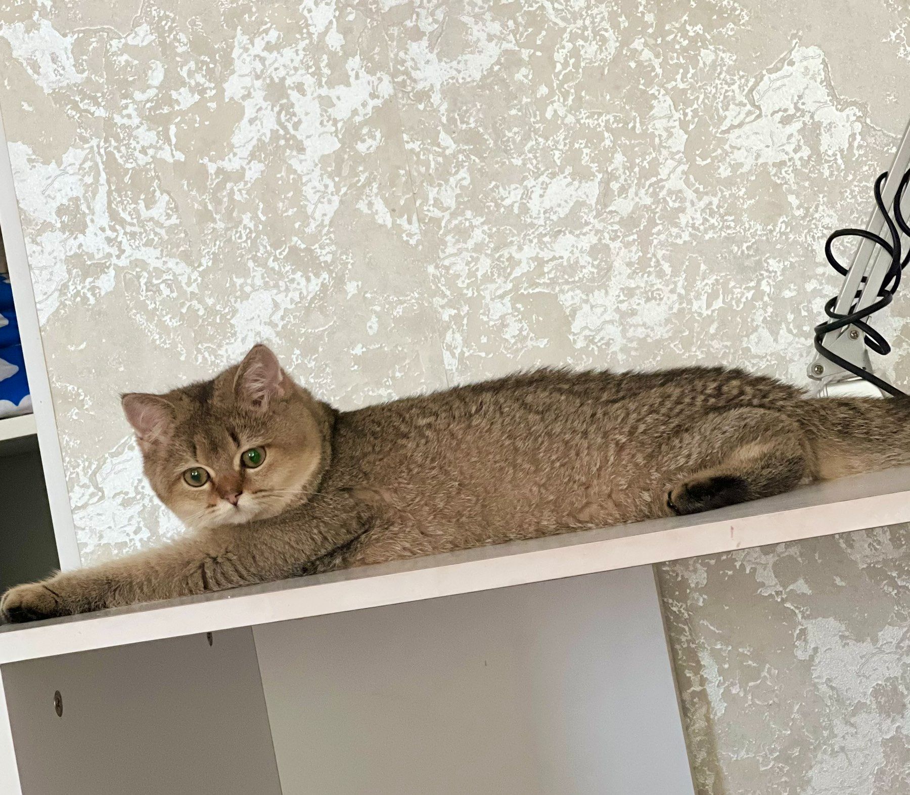 Британська золота шиншилла