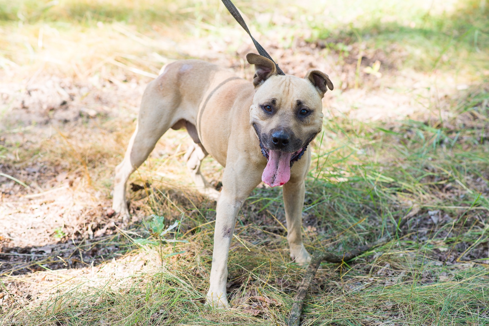 Пітбуль шукає дім