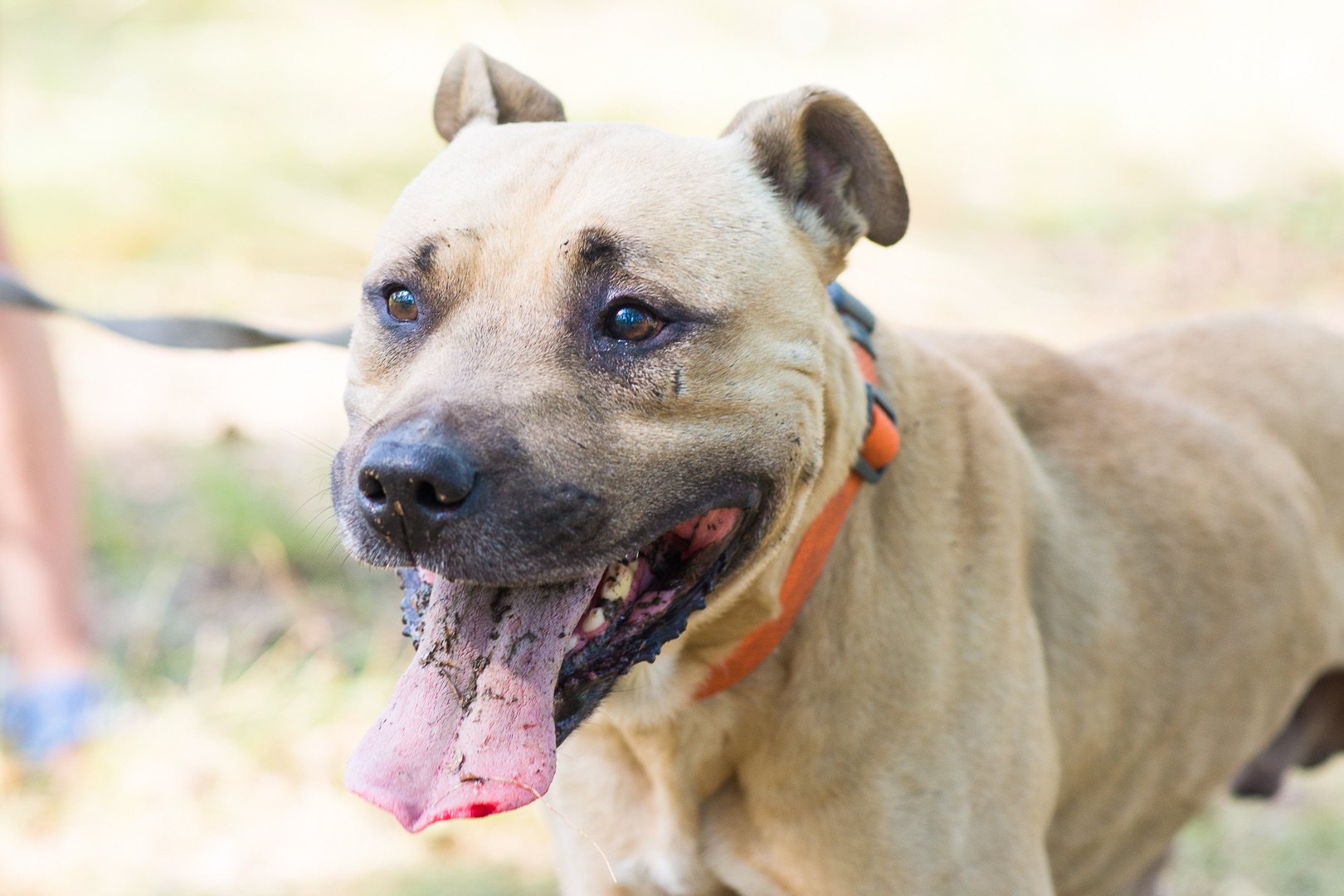 Пітбуль шукає дім