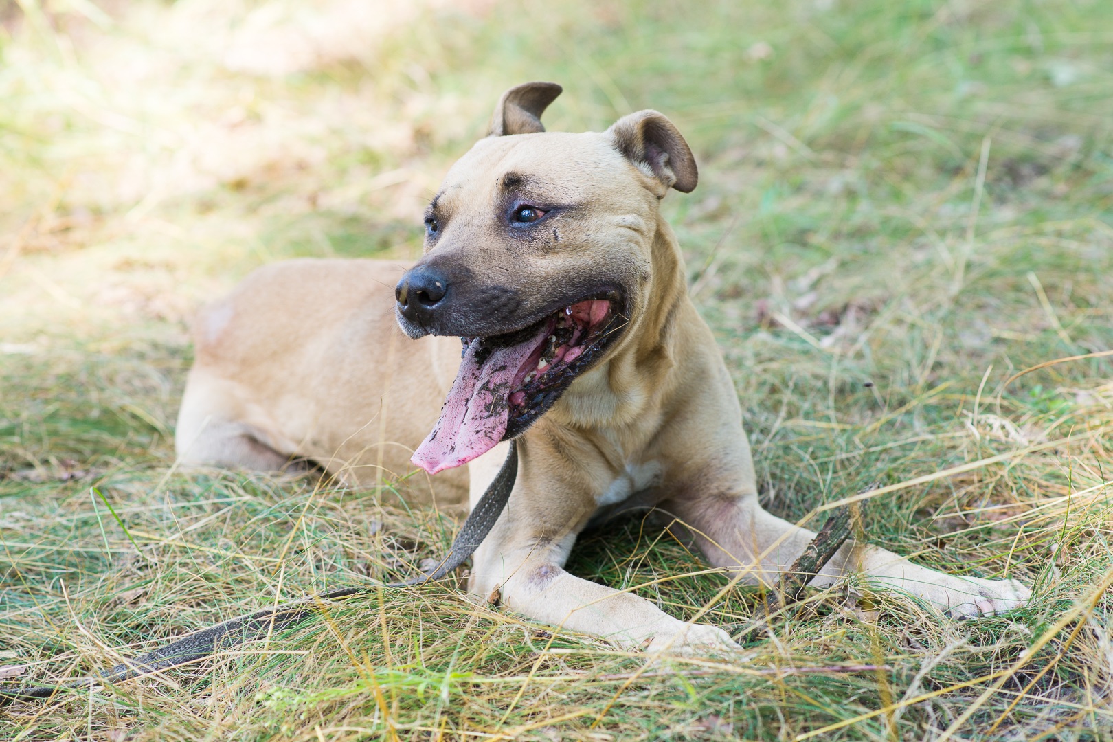 Пітбуль шукає дім