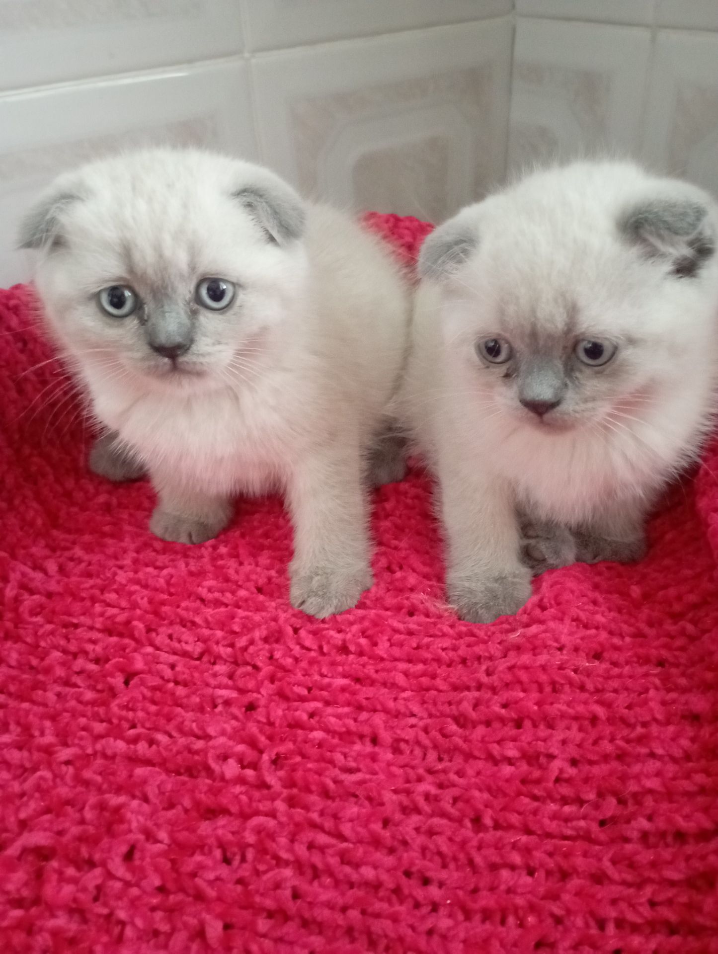 Неперевершені Красені Віслоушки Хлопак та дівчулі