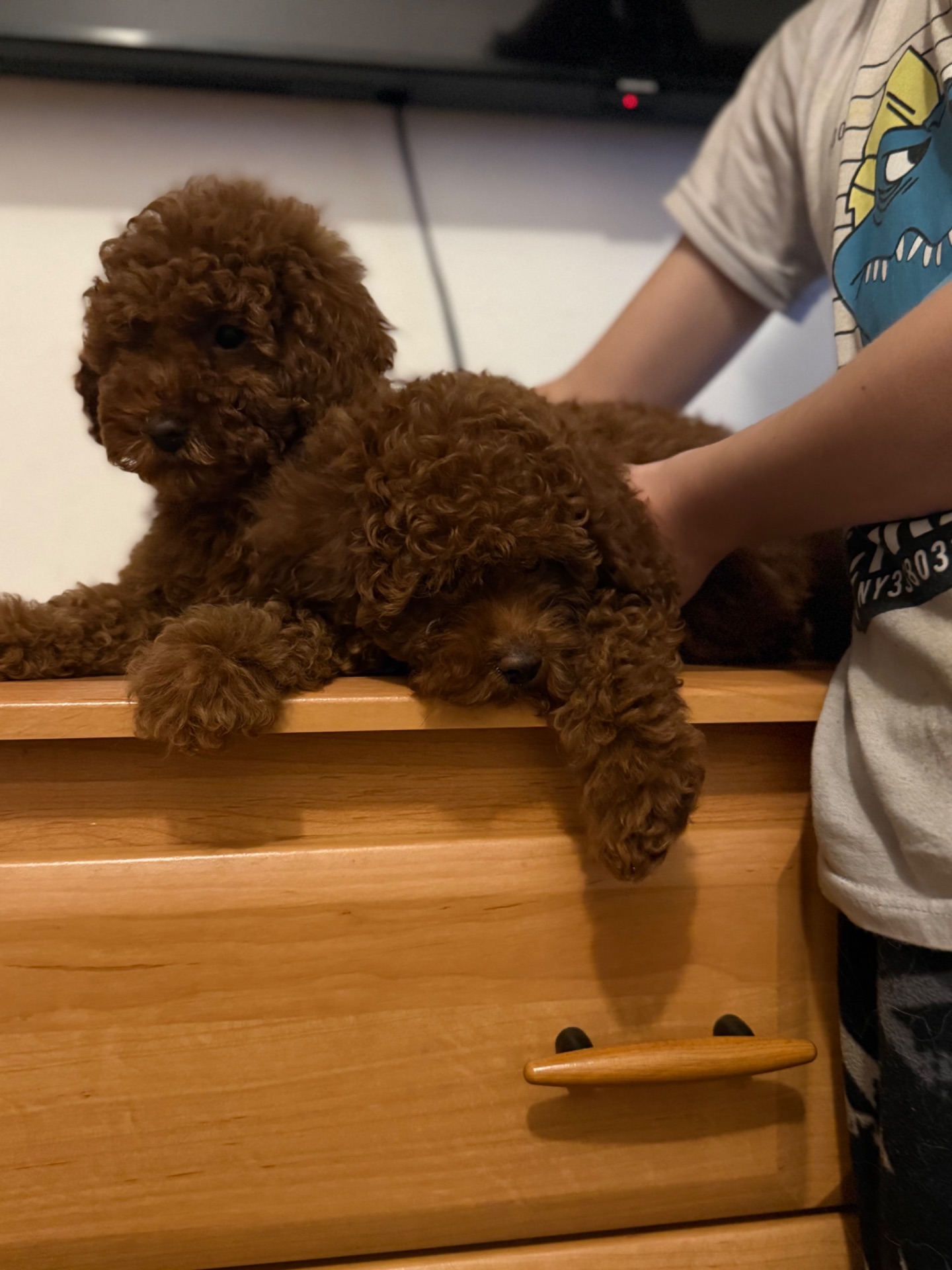 Шикарные той пуделя