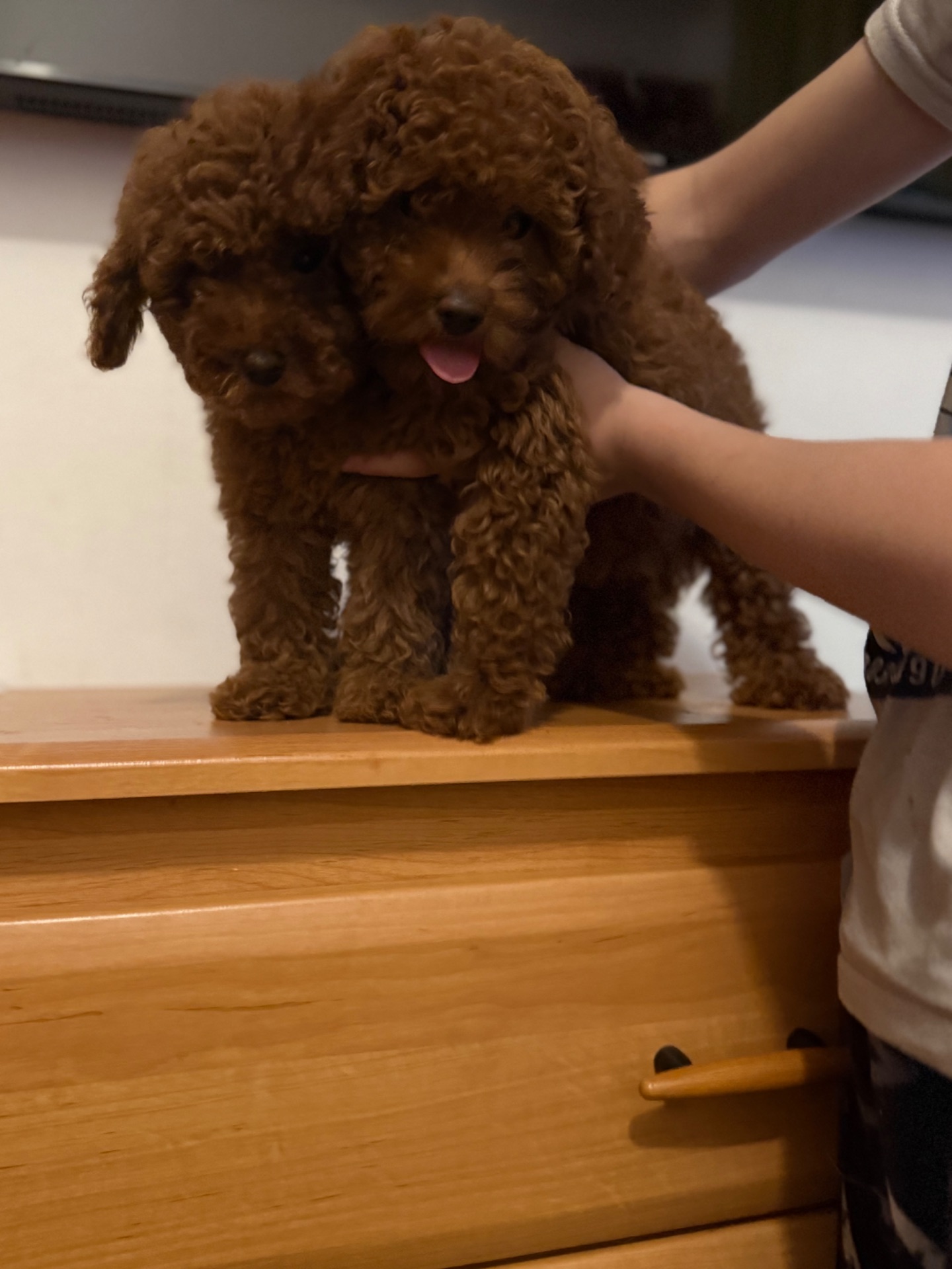 Шикарные той пуделя