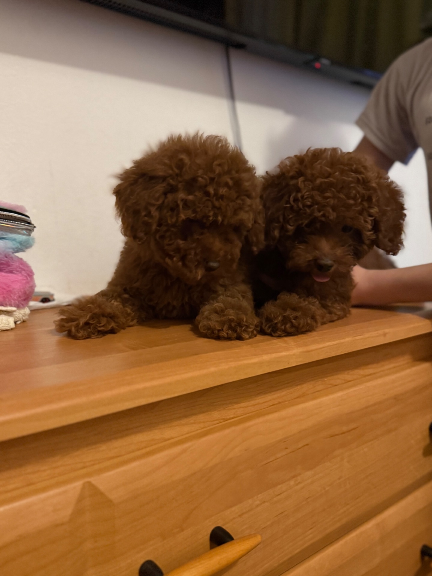 Шикарные той пуделя