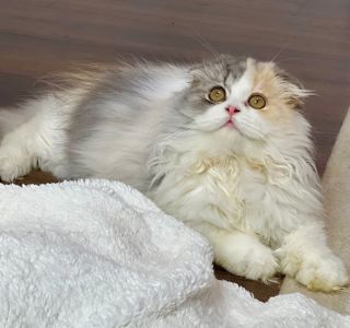 Шотландська висловуха