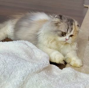 Шотландська висловуха