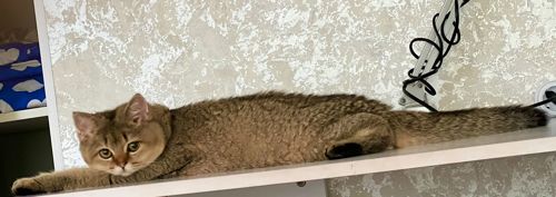 Британська золота шиншилла