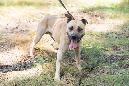 Пітбуль шукає дім