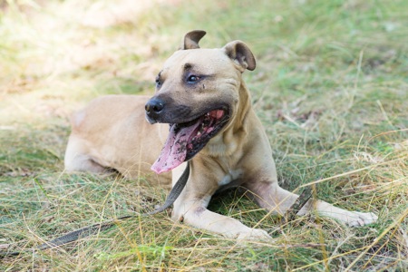 Пітбуль шукає дім