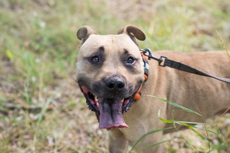 Пітбуль шукає дім