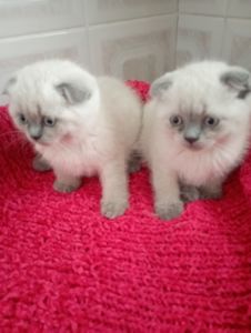 Неперевершені Красені Віслоушки Хлопак та дівчулі