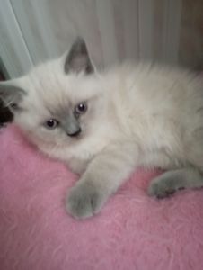 Неперевершені Красені Віслоушки Хлопак та дівчулі