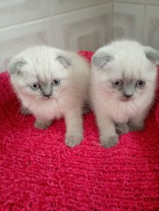 Неперевершені Красені Віслоушки Хлопак та дівчулі