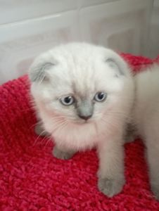 Неперевершені Красені Віслоушки Хлопак та дівчулі