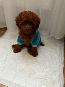 Шикарные той пуделя