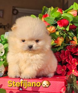 Померанський шпіц Цуценята